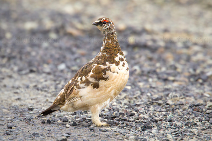 Rock Ptarmigan Picture @ Kiwifoto.com