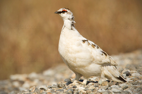 Rock Ptarmigan Photo @ Kiwifoto.com