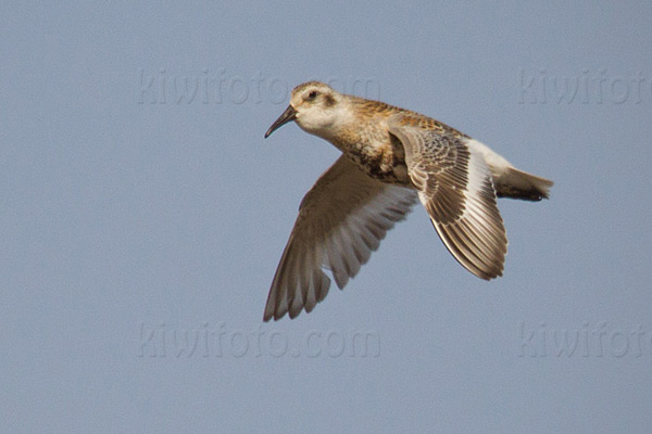 Rock Sandpiper (Pribilof Islands Race)