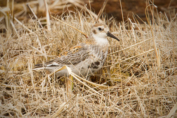 Rock Sandpiper (Pribilof Islands Race)