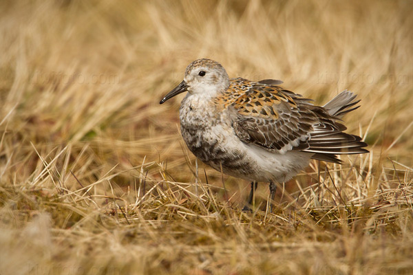 Rock Sandpiper (Pribilof Islands Race)