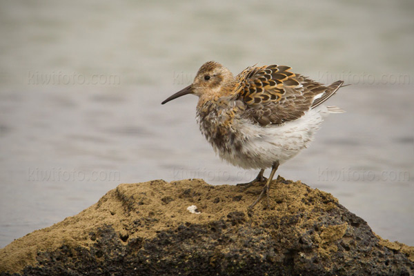 Rock Sandpiper (Pribilof Islands Race)