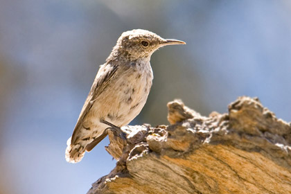 Rock Wren