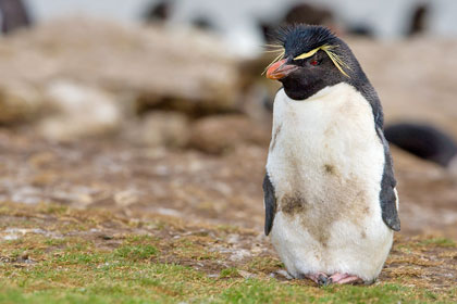 Rockhopper Penguin Picture @ Kiwifoto.com