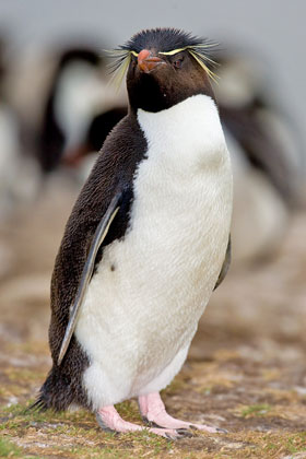 Rockhopper Penguin Photo @ Kiwifoto.com