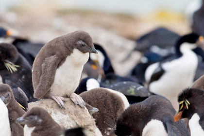 Rockhopper Penguin Image @ Kiwifoto.com