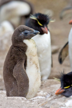 Rockhopper Penguin Photo @ Kiwifoto.com