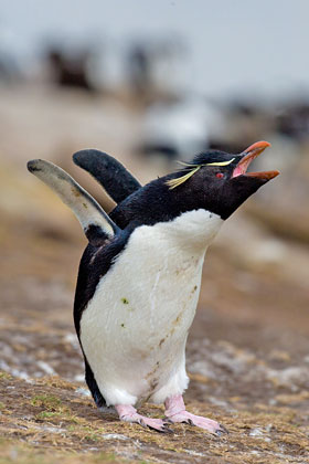 Rockhopper Penguin Photo @ Kiwifoto.com