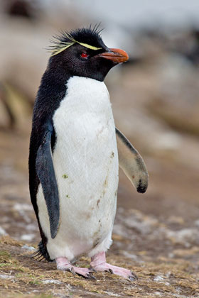 Rockhopper Penguin Picture @ Kiwifoto.com