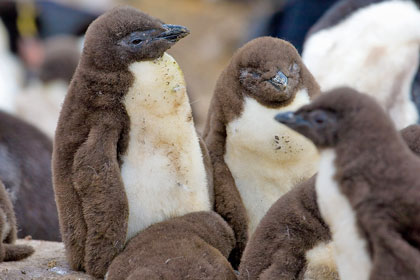 Rockhopper Penguin Image @ Kiwifoto.com