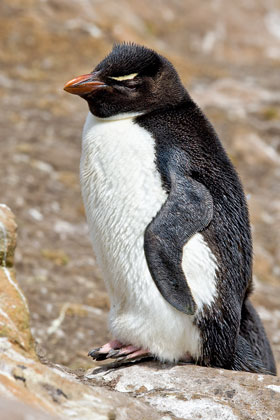 Rockhopper Penguin Image @ Kiwifoto.com