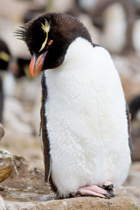 Rockhopper Penguin Image @ Kiwifoto.com