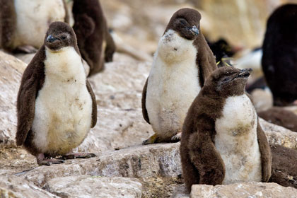 Rockhopper Penguin Picture @ Kiwifoto.com