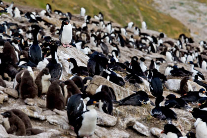 Rockhopper Penguin Image @ Kiwifoto.com