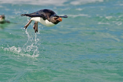 Rockhopper Penguin Image @ Kiwifoto.com