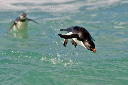 Rockhopper Penguin Image @ Kiwifoto.com