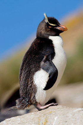 Rockhopper Penguin Picture @ Kiwifoto.com