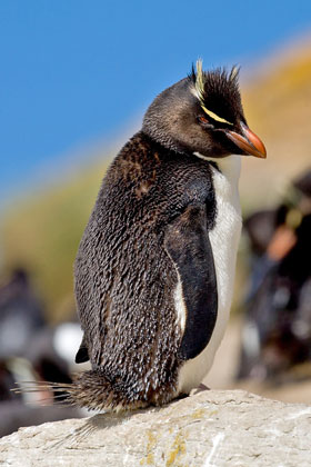 Rockhopper Penguin Image @ Kiwifoto.com