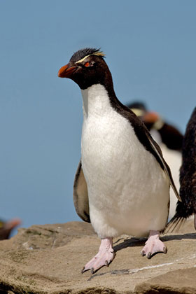 Rockhopper Penguin Image @ Kiwifoto.com