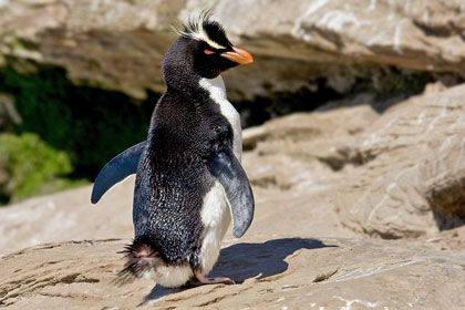 Rockhopper Penguin Image @ Kiwifoto.com