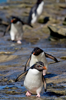 Rockhopper Penguin Picture @ Kiwifoto.com