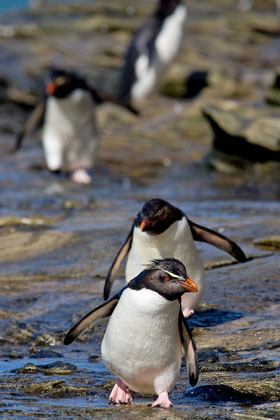 Rockhopper Penguin Photo @ Kiwifoto.com