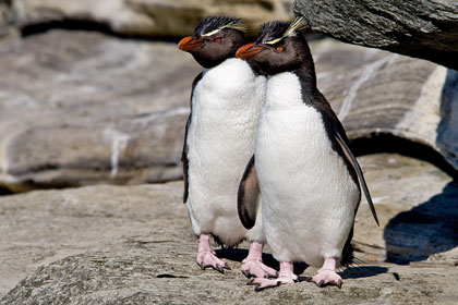 Rockhopper Penguin Image @ Kiwifoto.com