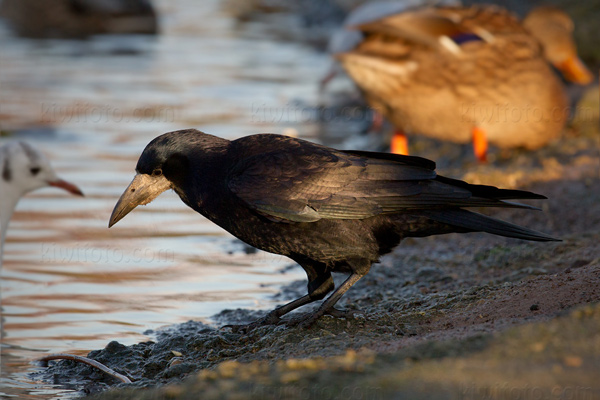 Rook Image @ Kiwifoto.com