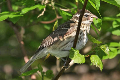 Rose-breasted Grosbeak Photo @ Kiwifoto.com