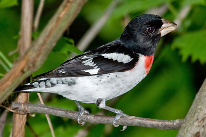 Rose-breasted Grosbeak Picture @ Kiwifoto.com