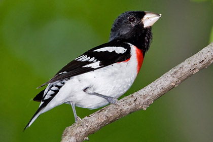 Rose-breasted Grosbeak Photo @ Kiwifoto.com