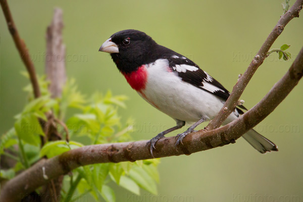 Rose-breasted Grosbeak Photo @ Kiwifoto.com