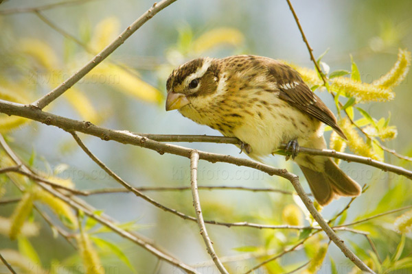 Rose-breasted Grosbeak Image @ Kiwifoto.com