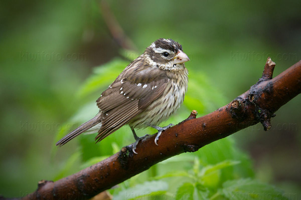 Rose-breasted Grosbeak Image @ Kiwifoto.com