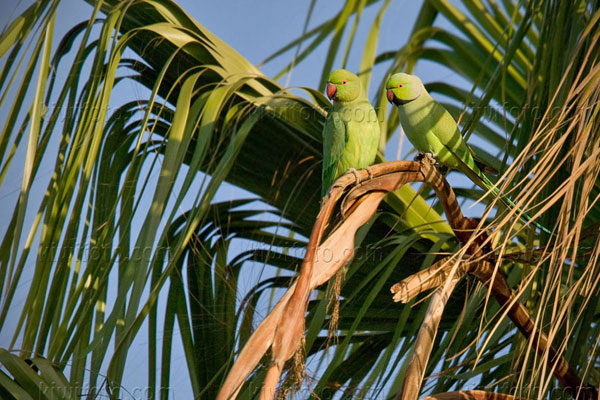 Rose-ringed Parakeet Picture @ Kiwifoto.com