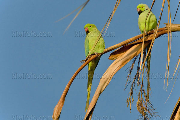 Rose-ringed Parakeet Picture @ Kiwifoto.com