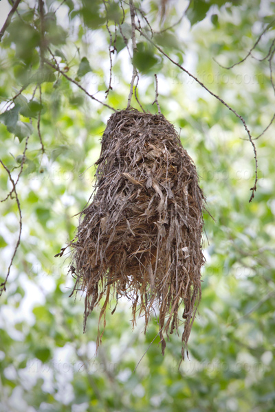 Rose-throated Becard (previous year nest)