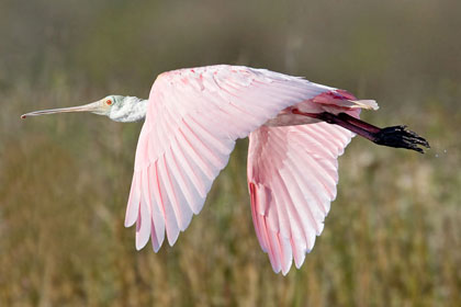 Roseate Spoonbill Photo @ Kiwifoto.com