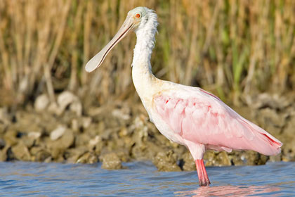 Roseate Spoonbill