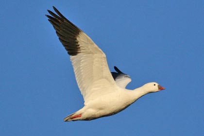 Ross's Goose Image @ Kiwifoto.com