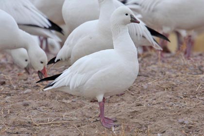 Ross's Goose Photo @ Kiwifoto.com