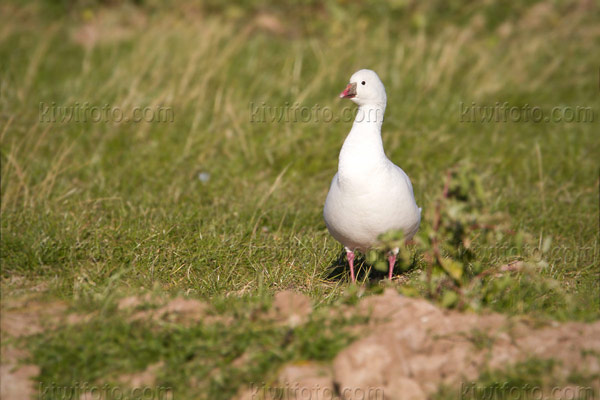 Ross's Goose Photo @ Kiwifoto.com