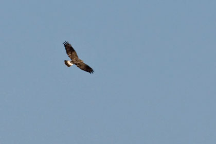 Rough-legged Hawk Picture @ Kiwifoto.com