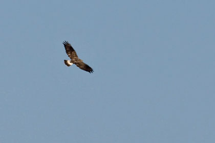 Rough-legged Hawk Image @ Kiwifoto.com