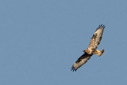 Rough-legged Hawk Picture @ Kiwifoto.com