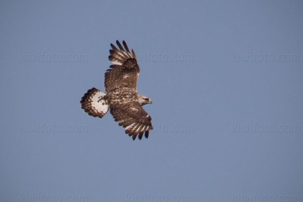 Rough-legged Hawk Photo @ Kiwifoto.com