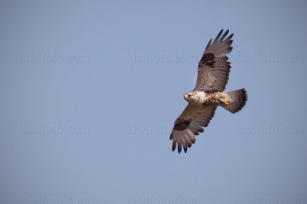 Rough-legged Hawk