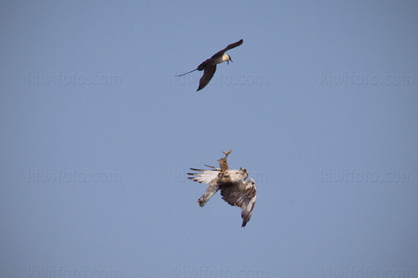 Rough-legged Hawk Picture @ Kiwifoto.com