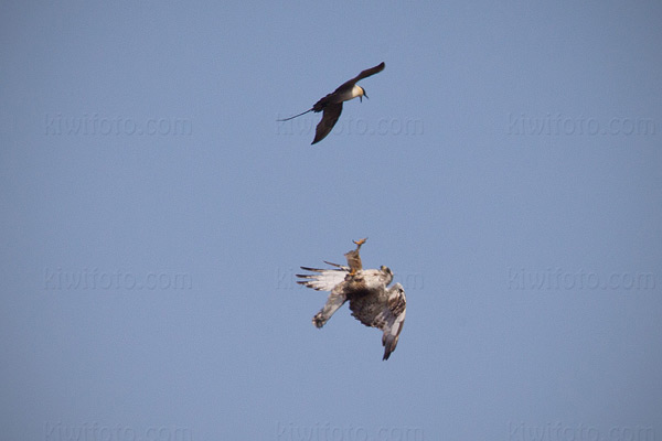 Rough-legged Hawk