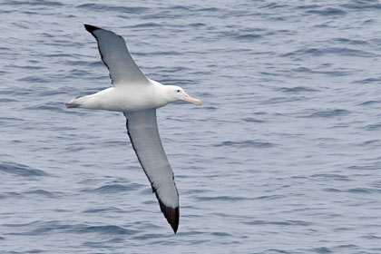 Royal Albatross Image @ Kiwifoto.com